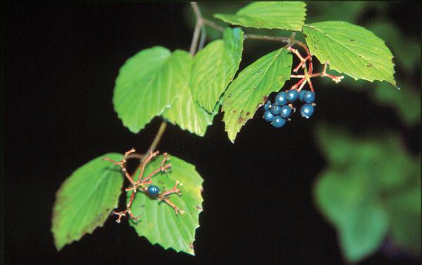 Small, dark-blue berries on a stem with larger green leaves.